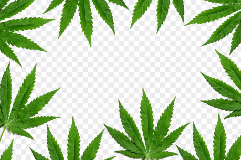 Marijuana Leaf Border New York Cannabis Shutterstock PNG