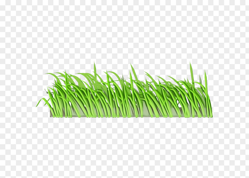 Plant Stem Vetiver Wheatgrass Sweet Grass Commodity PNG