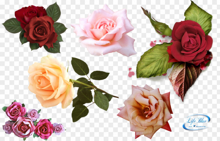Rose Garden Roses Pink Flowers PNG
