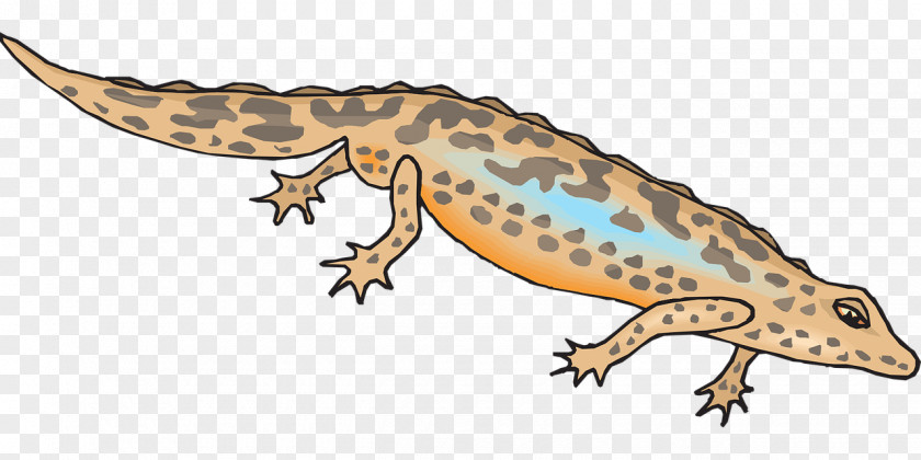 Salamander Blue-spotted Newt Clip Art PNG