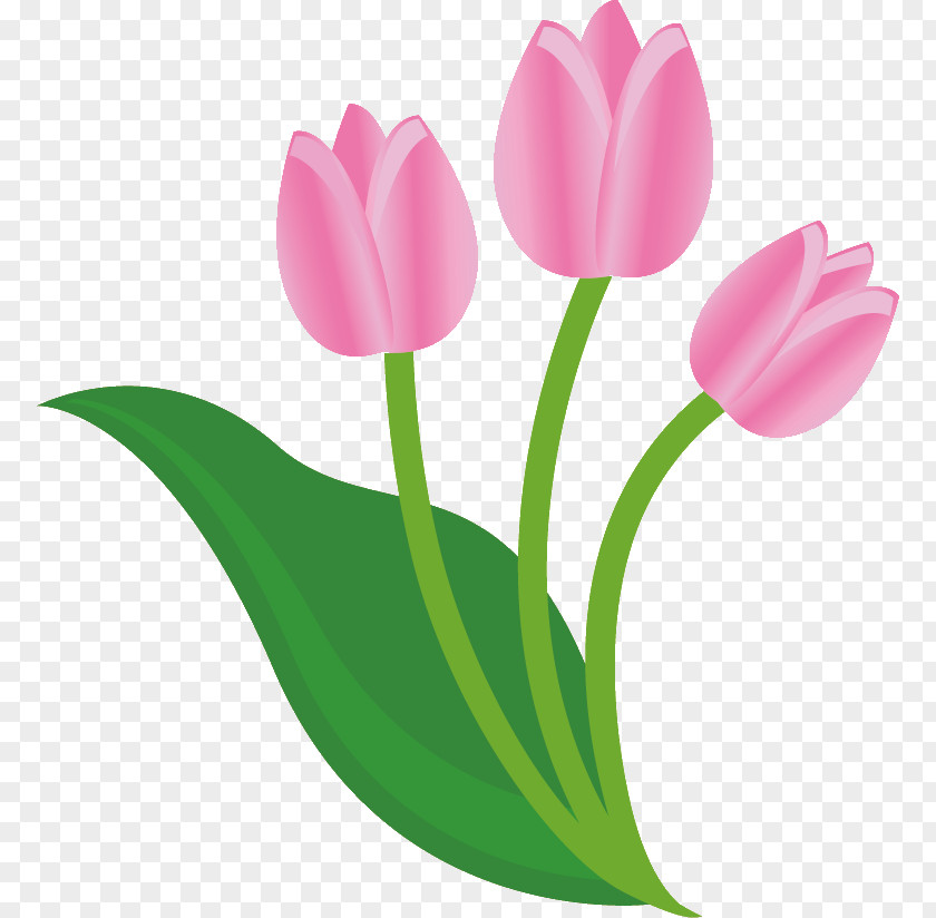 Tulip Flower Clip Art PNG