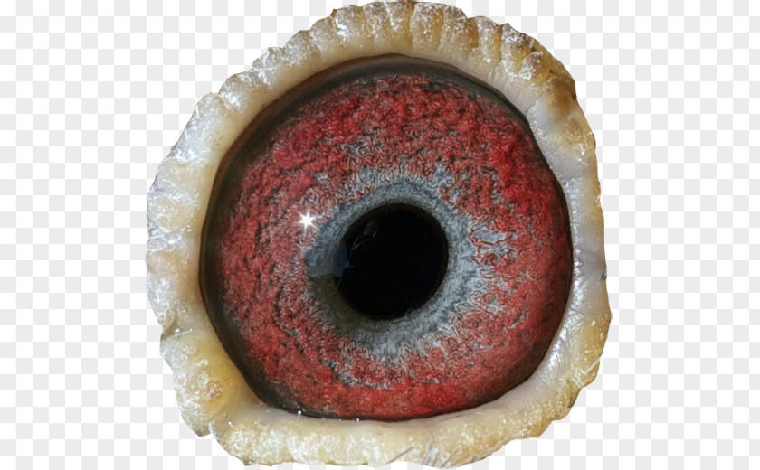 Eye Treacle Tart Close-up PNG