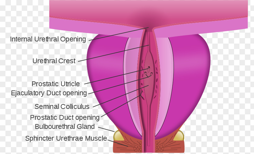 Gray's Anatomy Membranous Urethra Prostate Prostatic PNG