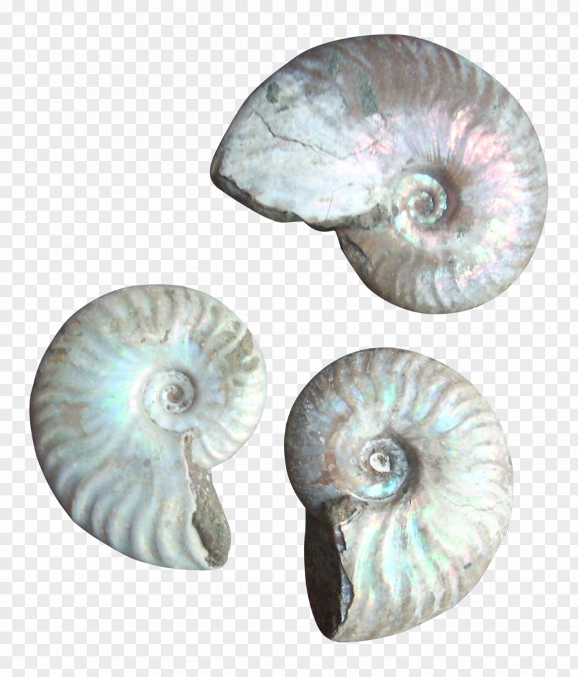 Nautiluses Seashell Conchology PNG
