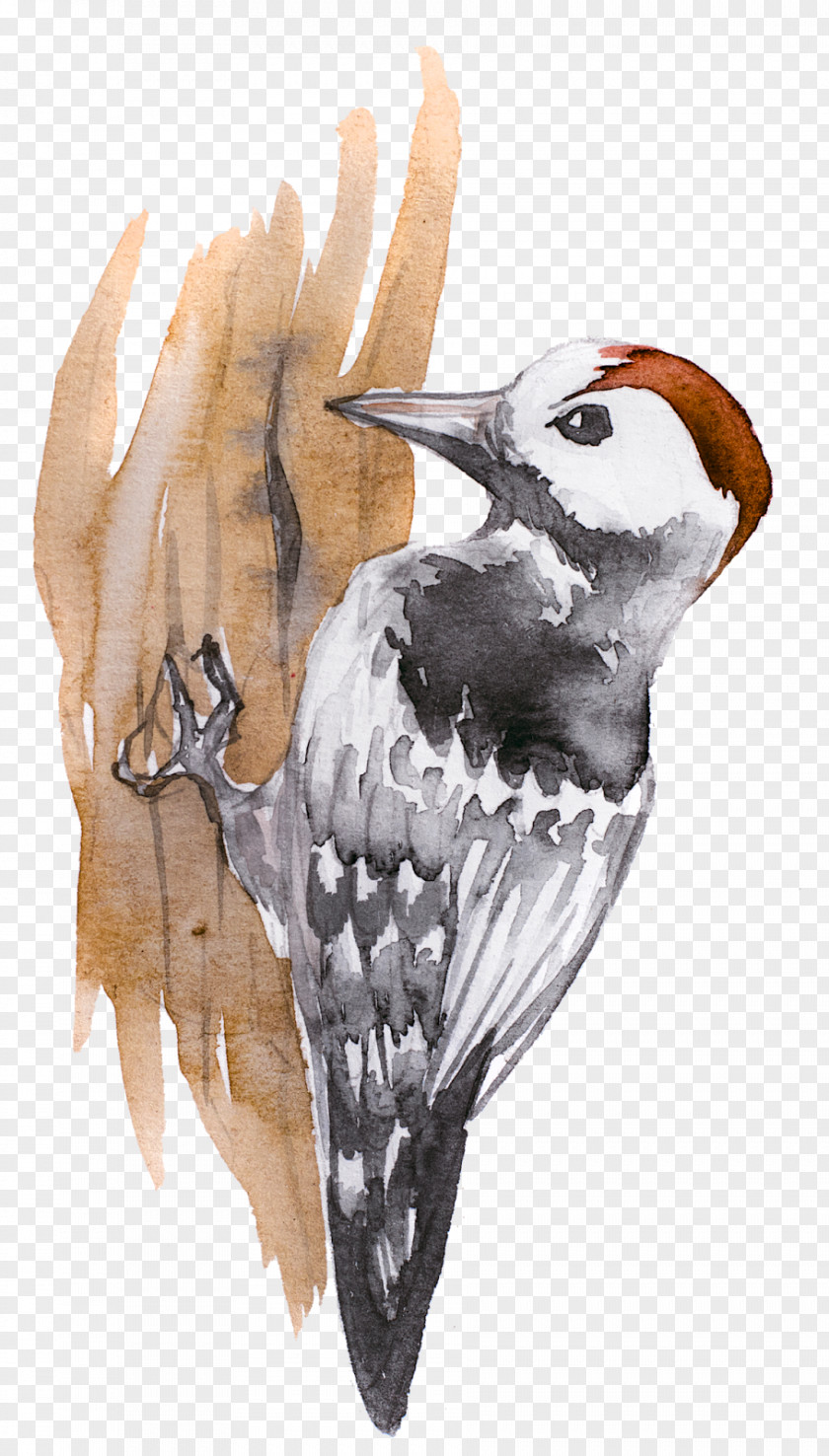 Woodpecker Museum Svislochskiy Istoriko-Krayevedcheskiy Muzey Illustration Graphics Clip Art PNG