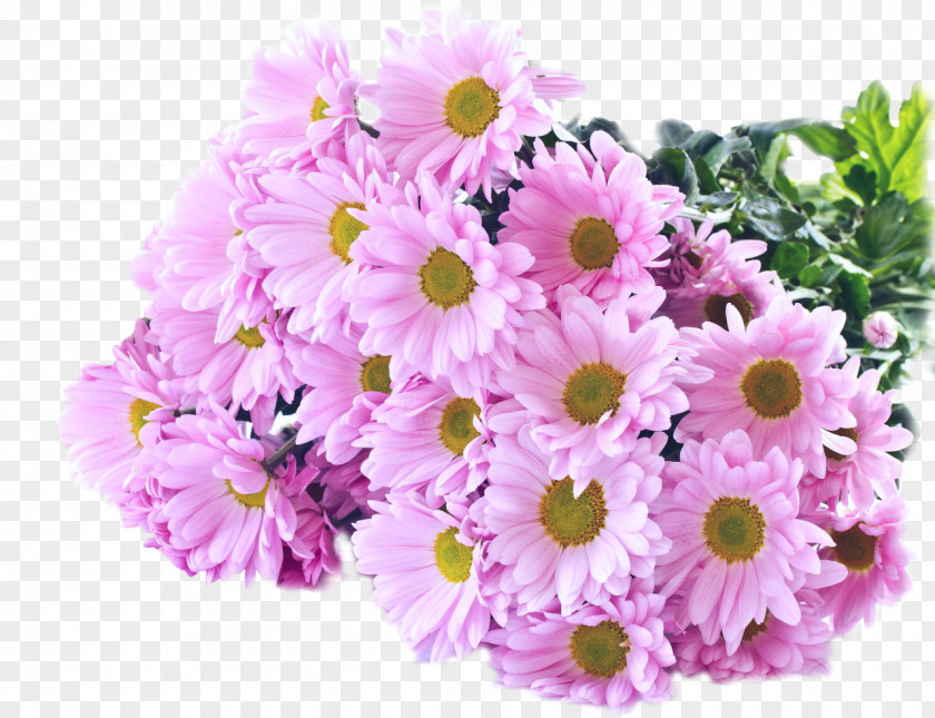 Chrysanthemum Rose Desktop Wallpaper Flower Transvaal Daisy PNG