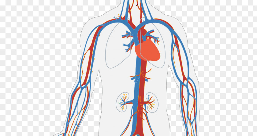 Circulatory System Heart Blood Vessel Human Body Organ PNG system vessel body system, plasma clipart PNG