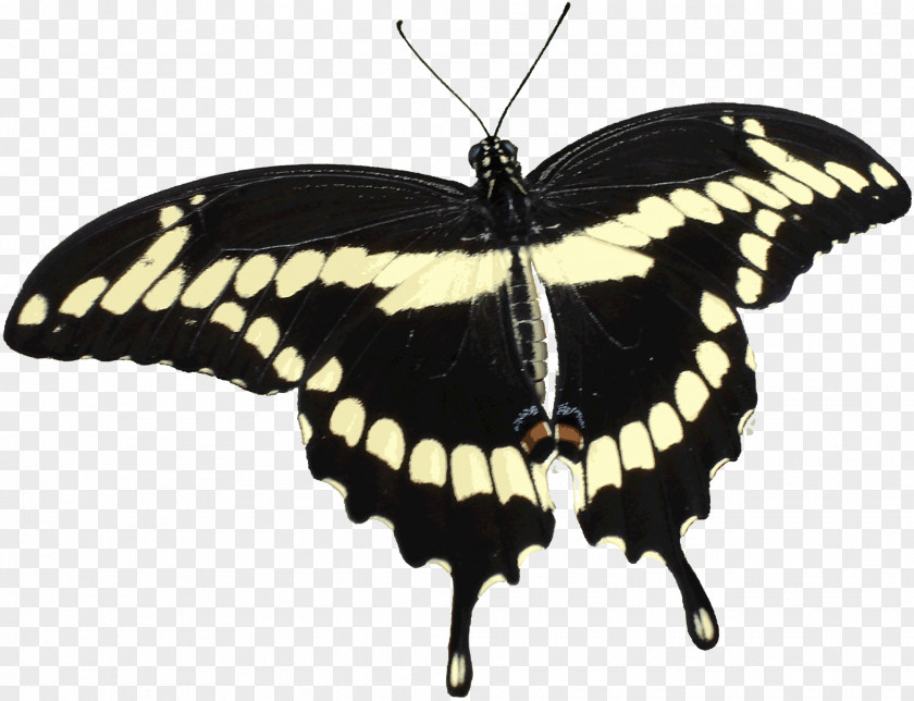 Giant To Pimp A Butterfly Swallowtail Papilio Cresphontes PNG