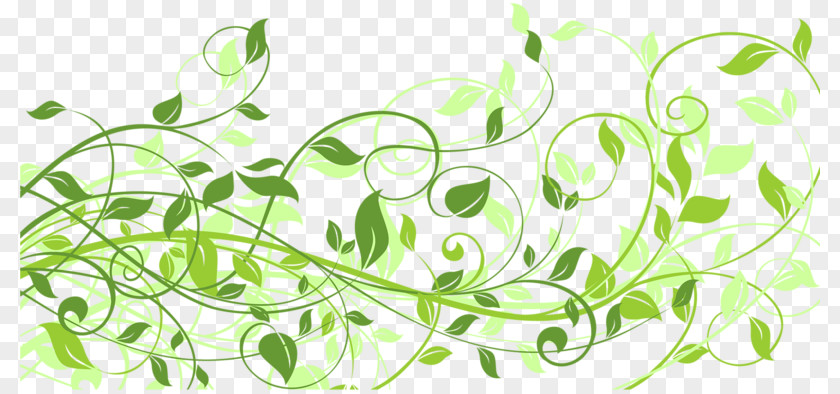 Lines Vines Euclidean Vector Photography Illustration PNG