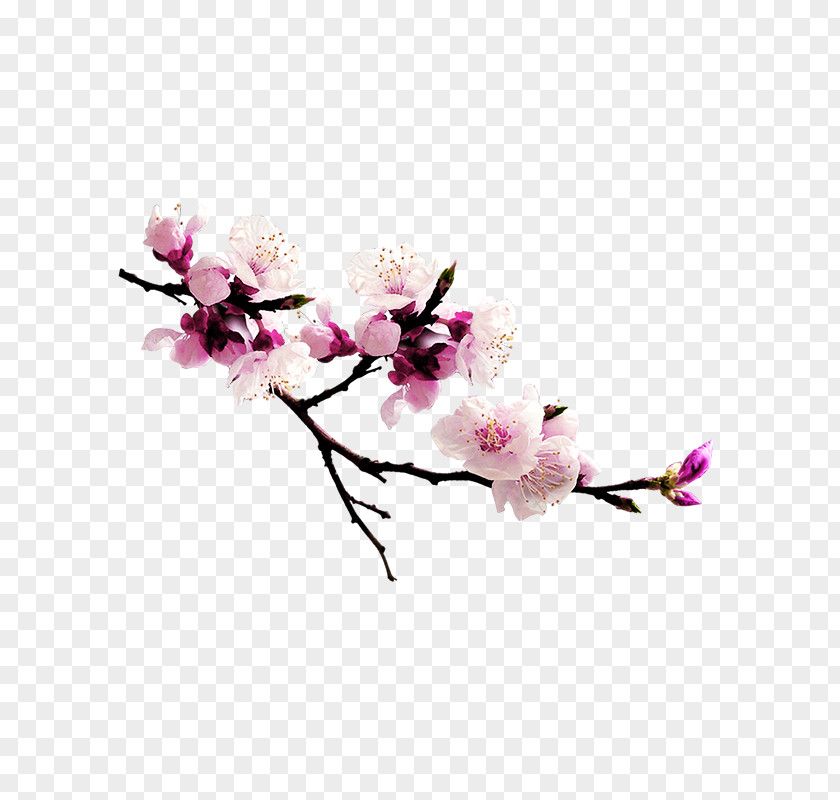 Peach Blossom Download Computer File PNG
