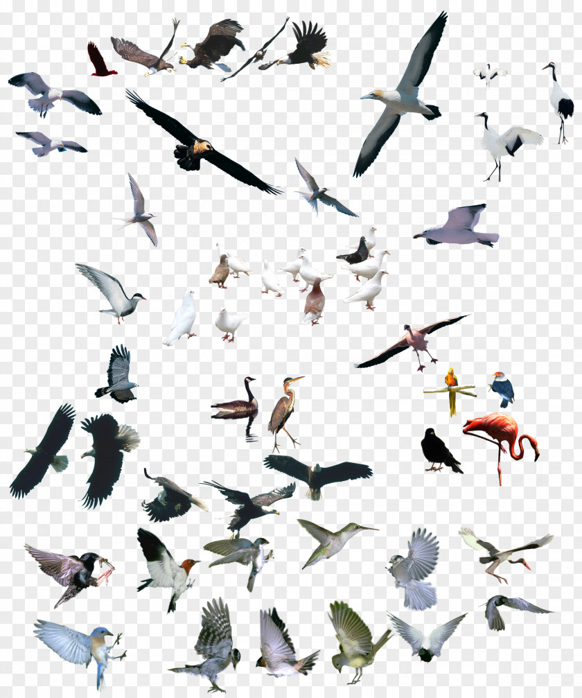 Various Birds Bird Crane Parrot PNG