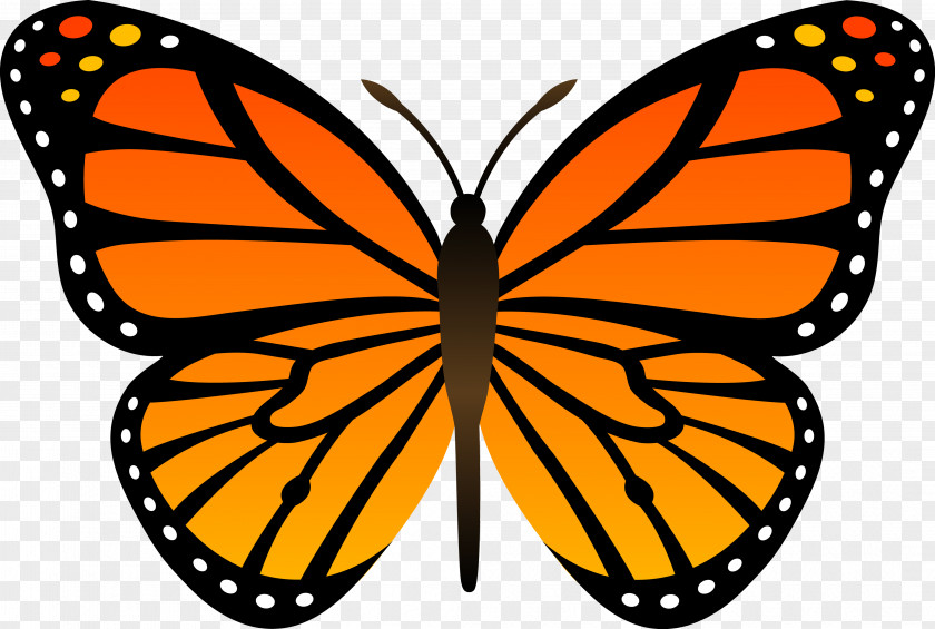 Orange Butterfly Image, Butterflies Free Download Monarch Insect Clip Art PNG