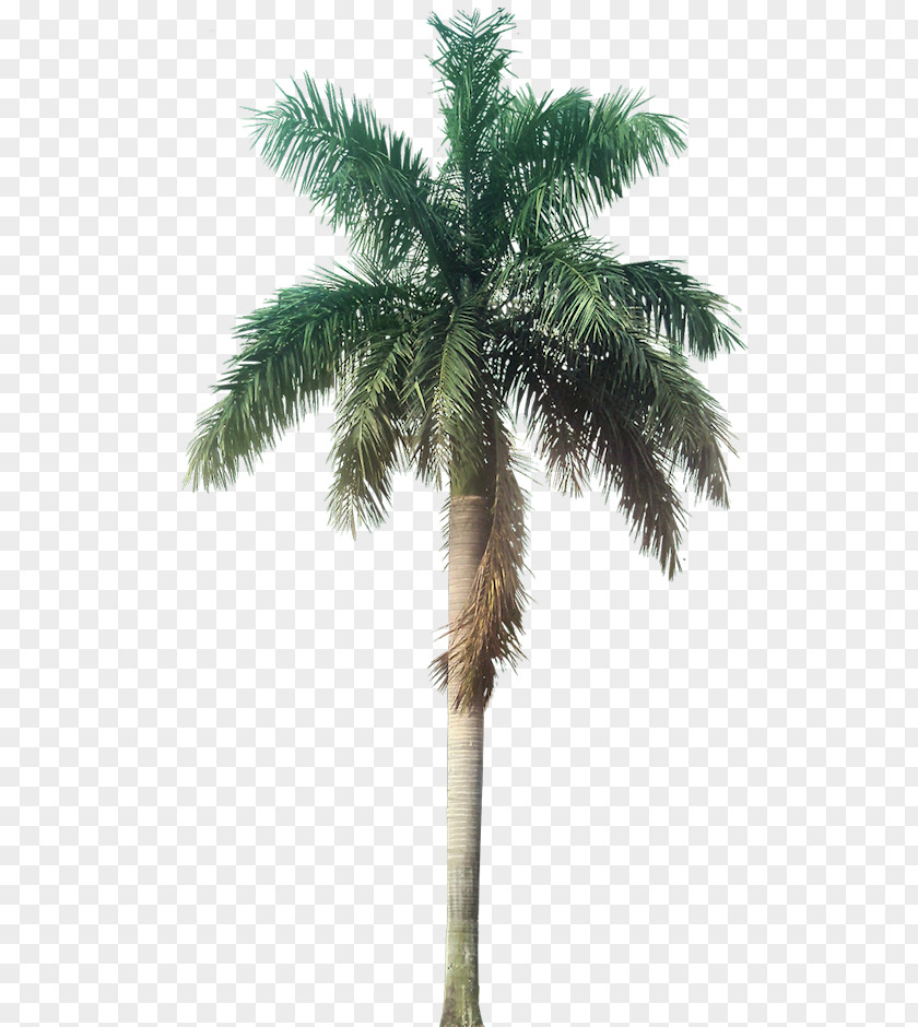 Palm Tree Roystonea Regia Galaxy Homes (P) Ltd Arecaceae Plant PNG