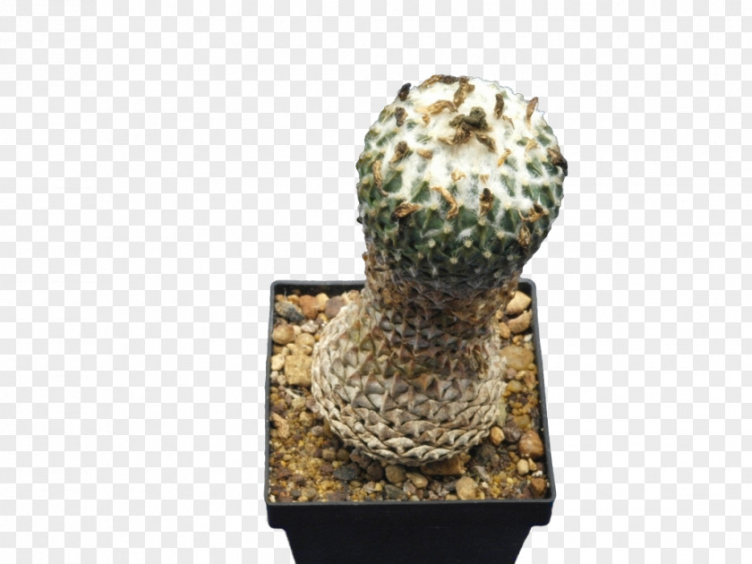 Sansevieria Citroën Cactus M Flowerpot PNG