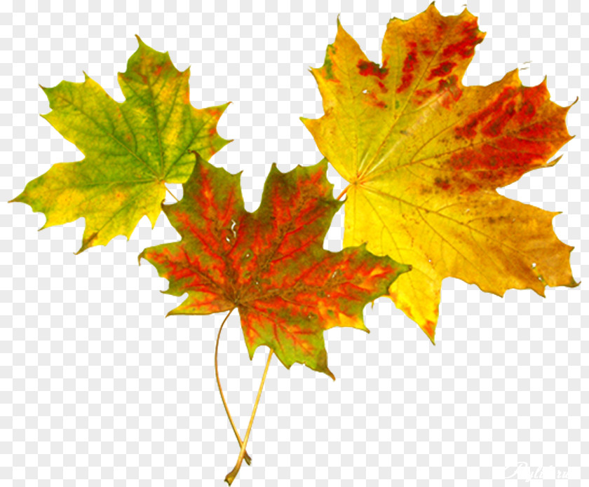Two Leaves Maple Leaf Autumn Abscission Clip Art PNG