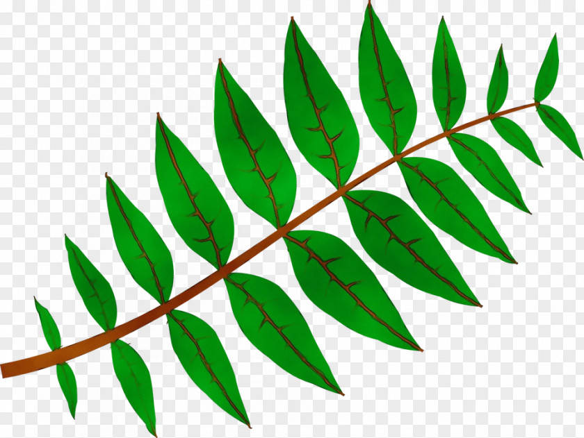 Vascular Plant Twig Maple Leaf PNG