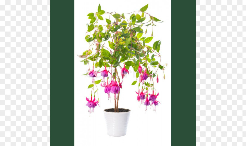 Flower Houseplant Flowerpot Crock PNG