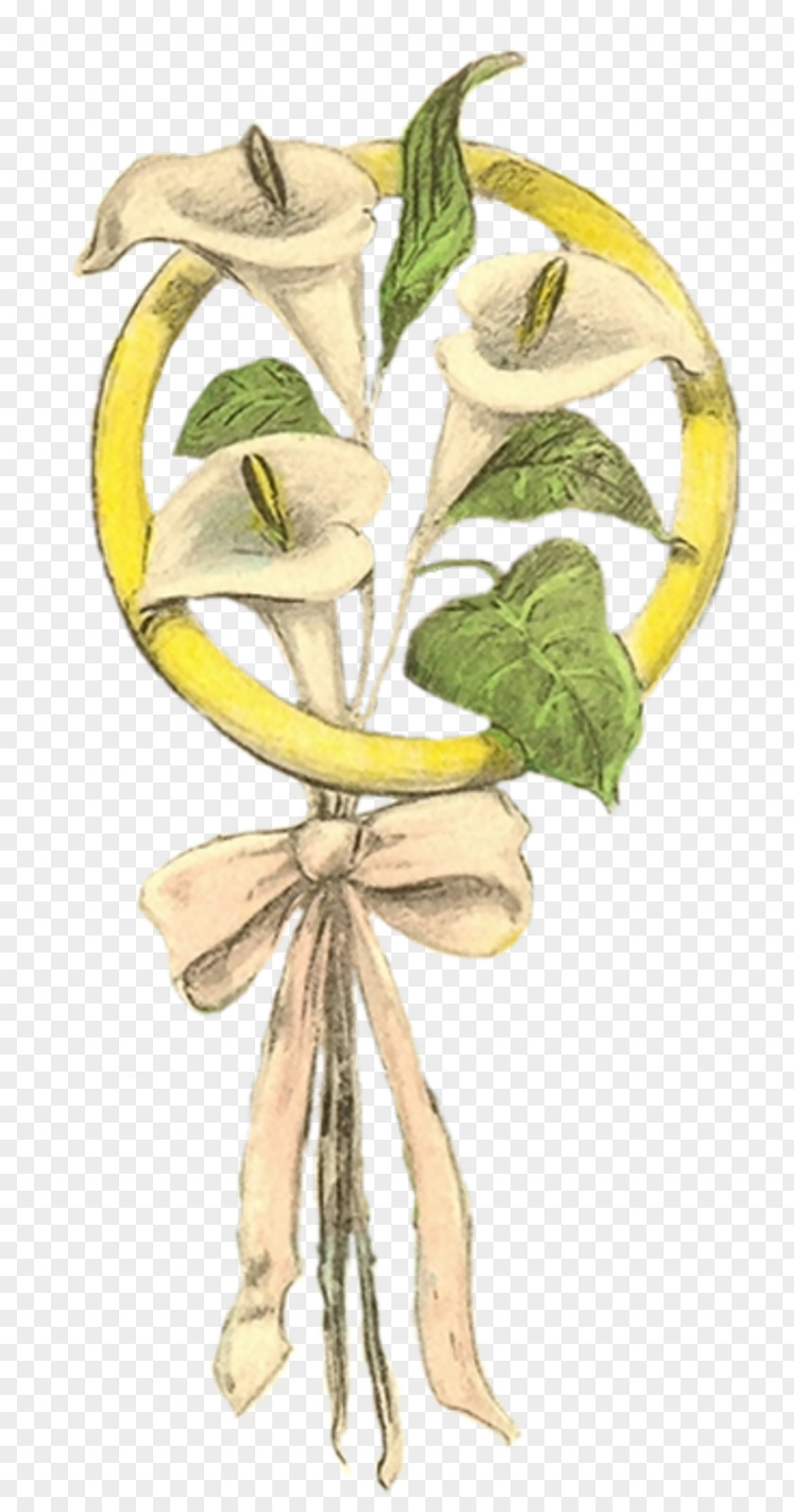 Flower Illustration Plant Stem Character Fruit PNG