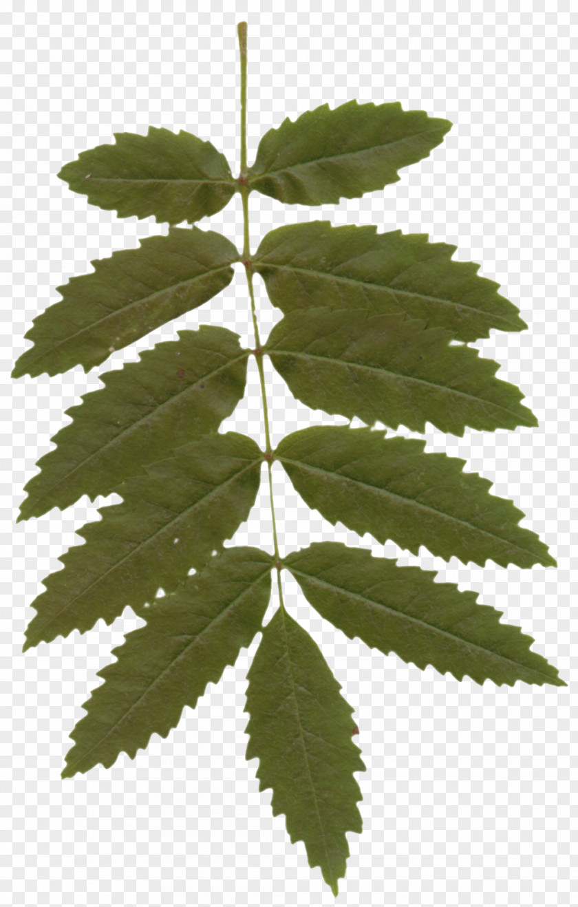 Leaves Leaf Plant Stem Clip Art PNG