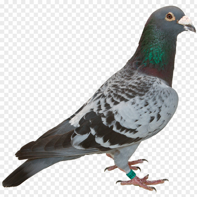 Pigeon Bird Columbidae Stock Dove Domestic Feather PNG