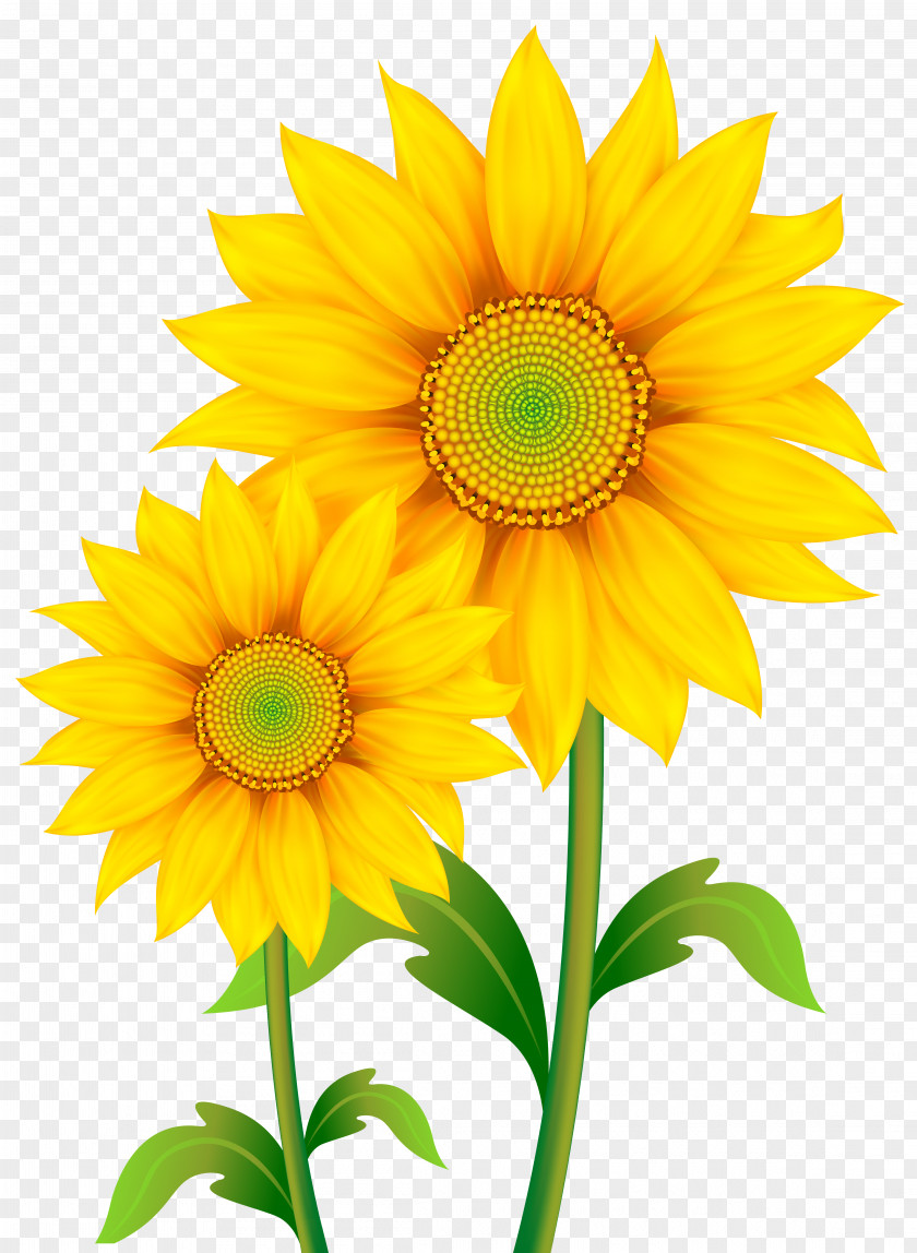 Transparent Sunflowers Clipart Image Common Sunflower Clip Art PNG