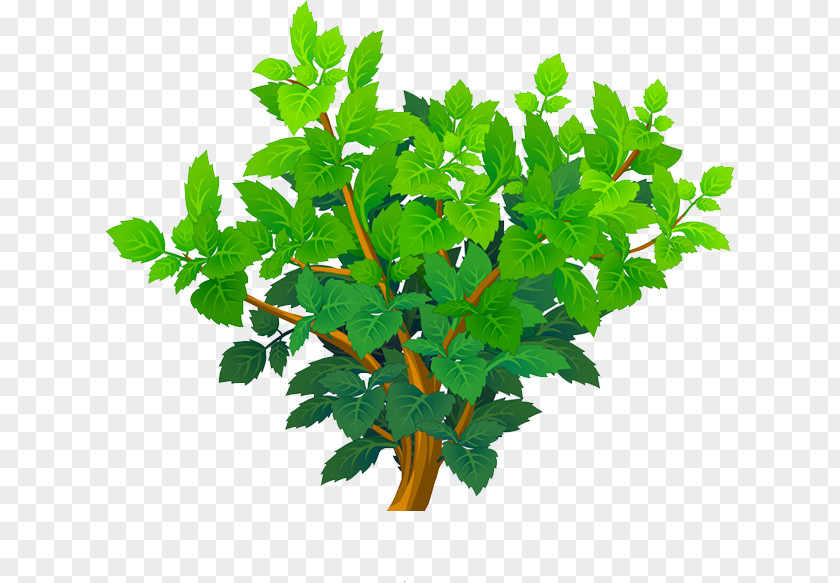 Tree Leaf Plant Stem Flowerpot Herb PNG