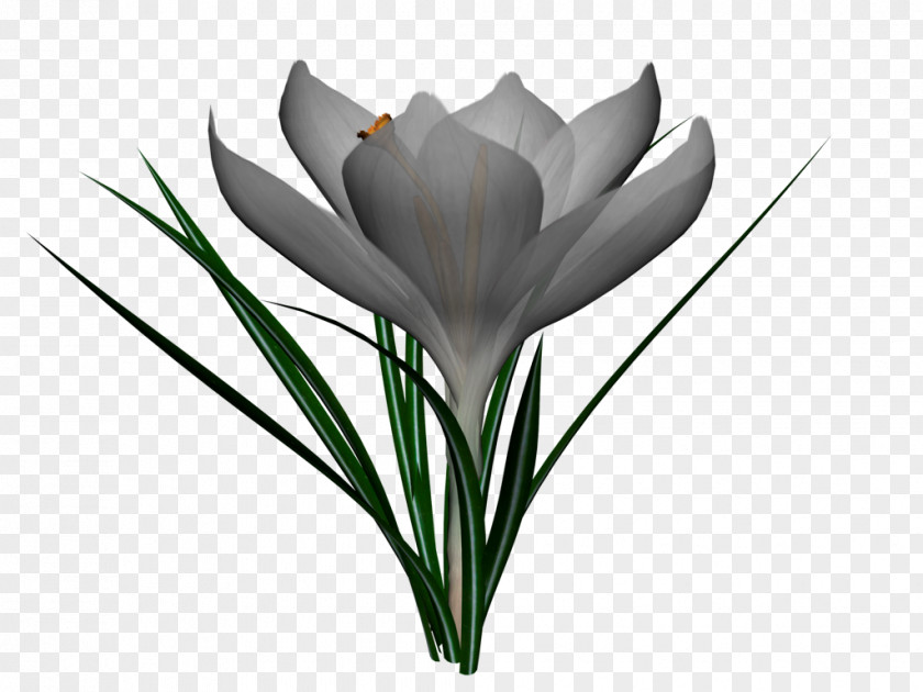 Tulip Flower PNG