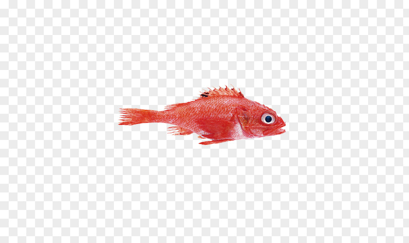 Fish Rockfish Mullus Barbatus Northern Red Snapper PNG