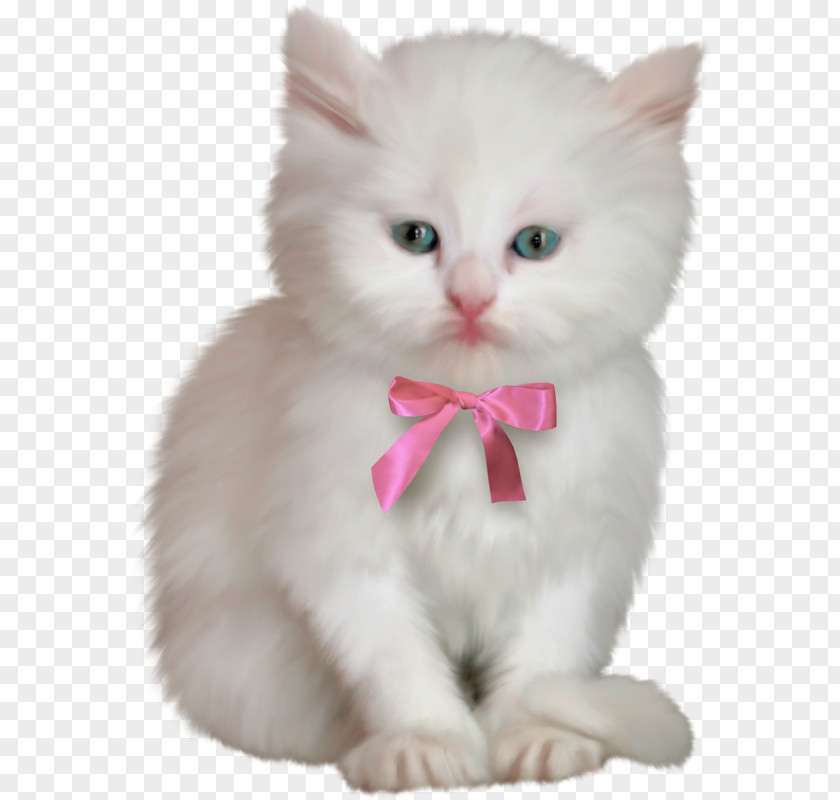 Kitten Ragdoll Birman Clip Art PNG