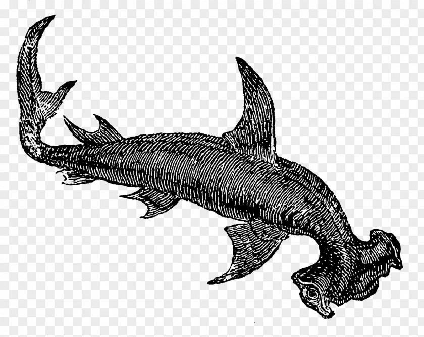 Shark Tiger Clip Art Drawing Sea PNG