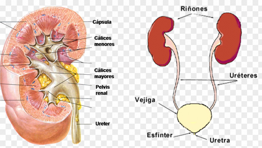 Abdomen Renal Calyx Kidney Excretory System Pelvis Urine PNG