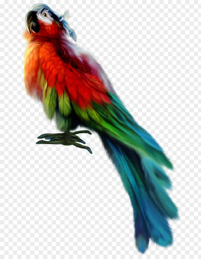 Feather Lovebird Macaw Loriini Parakeet PNG