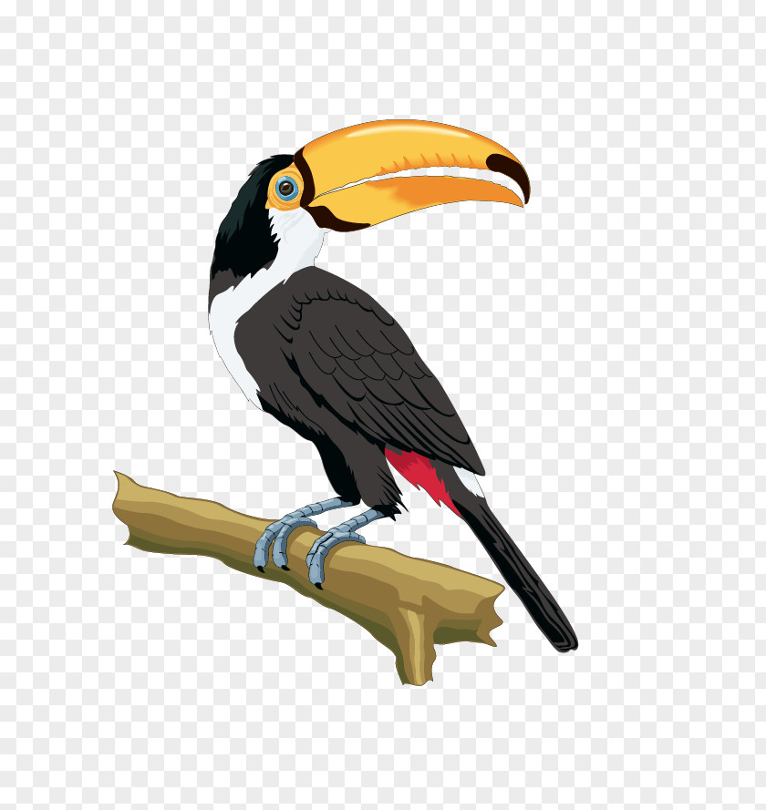 Parrot Mouth Drawing Illustration PNG