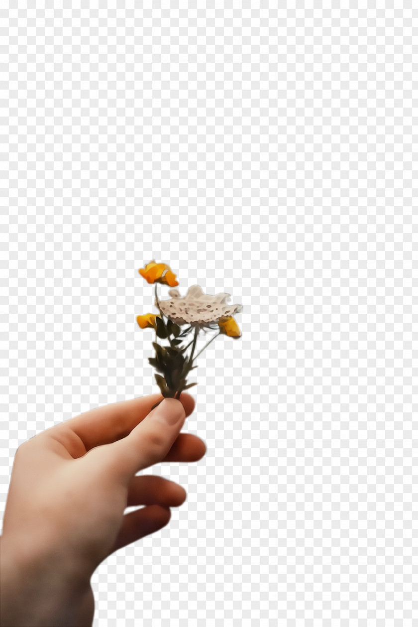 Plant Stem Cut Flowers Flower Hand Yellow Finger PNG