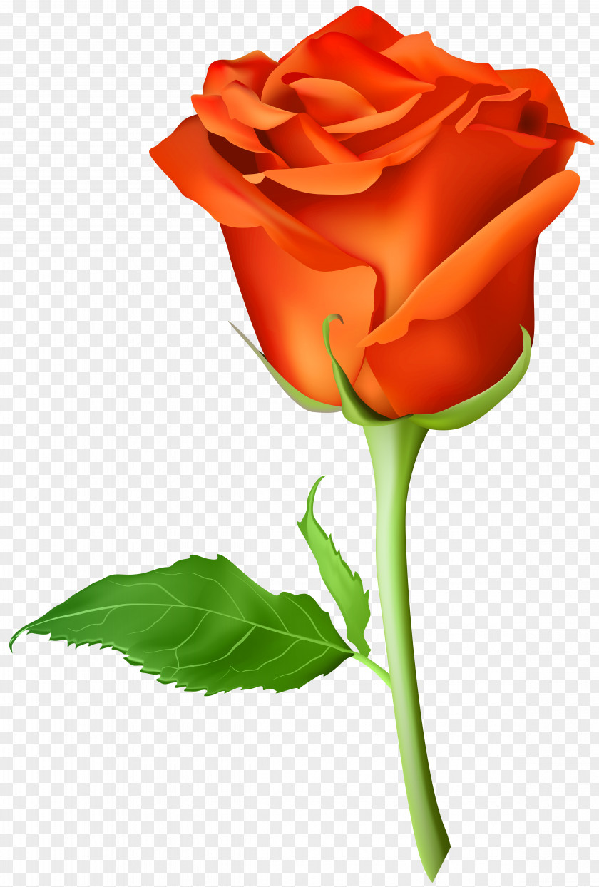 Rose Orange Transparent Clip Art Image Blue Artificial Flower PNG