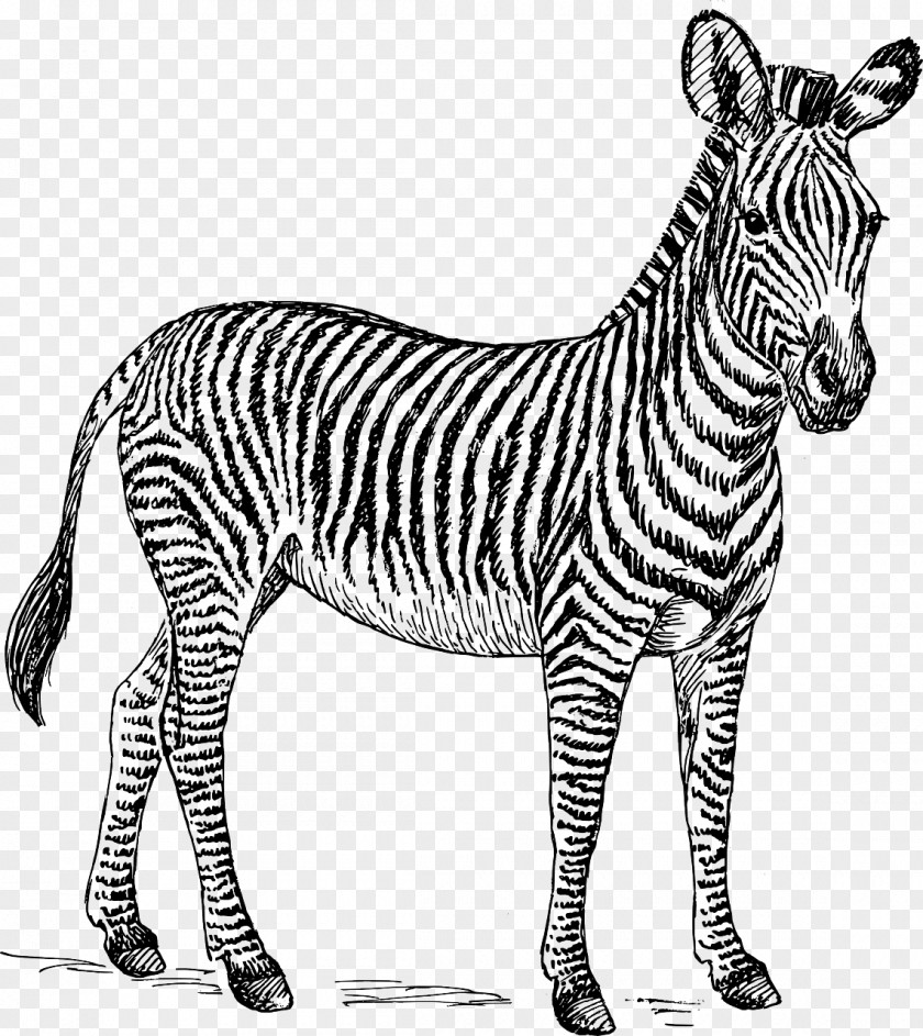 Zebra Black And White Free Content Clip Art PNG