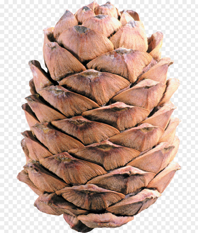 Firewood Conifer Cone Pine Clip Art PNG