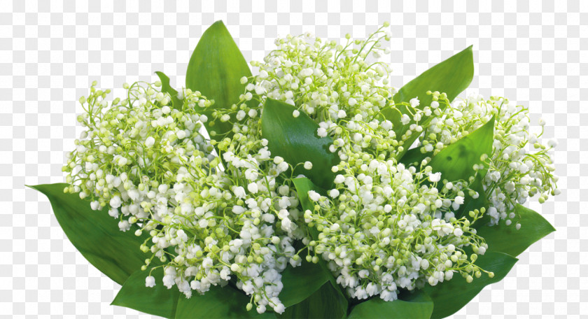 Lily Of The Valley Flower Desktop Wallpaper Poland .la PNG