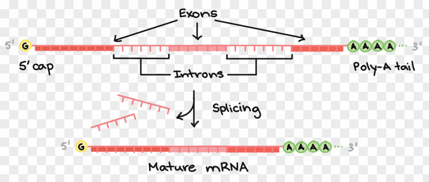 MRNA Processing: Methods And Protocols RNA Splicing Transcription Translation PNG