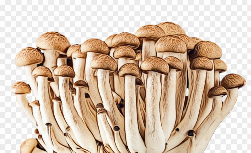 Mushroom Pleurotus Eryngii Champignon Edible Agaricaceae PNG