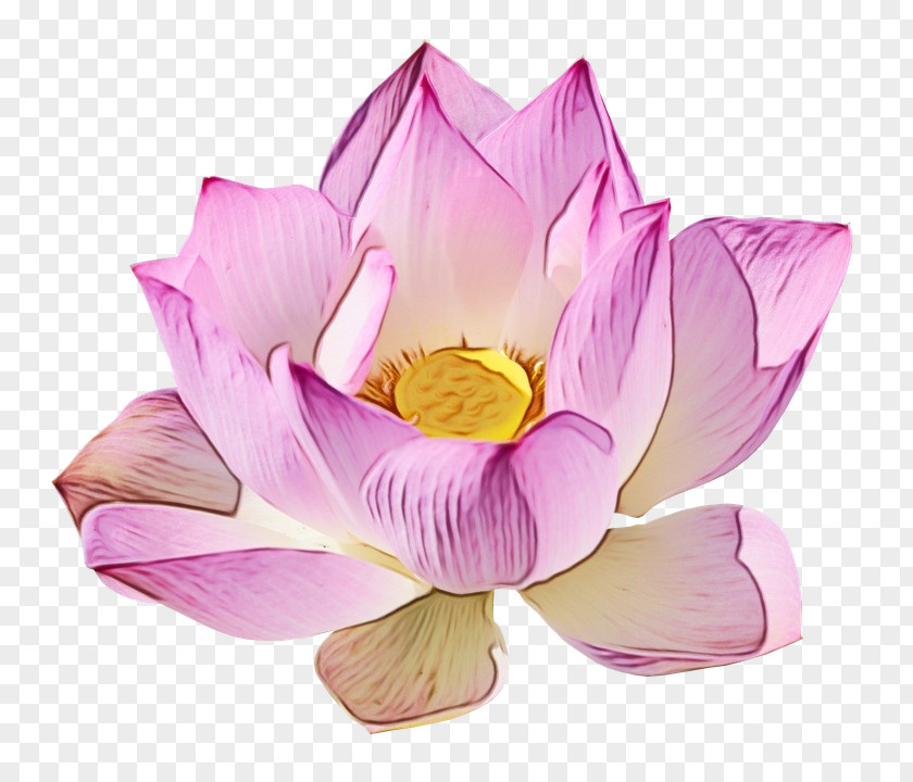 Nymphaea Nelumbo Transparency Image Clip Art PNG