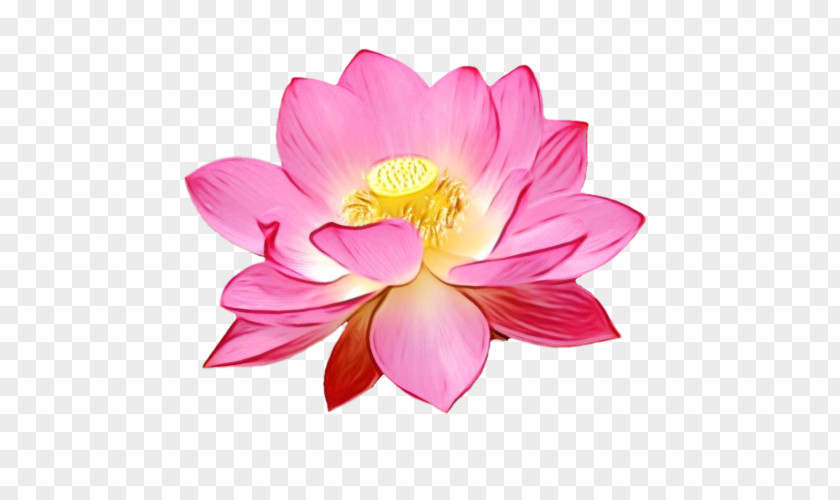Sacred Lotus Annual Plant Dahlia Nelumbonaceae Cut Flowers PNG