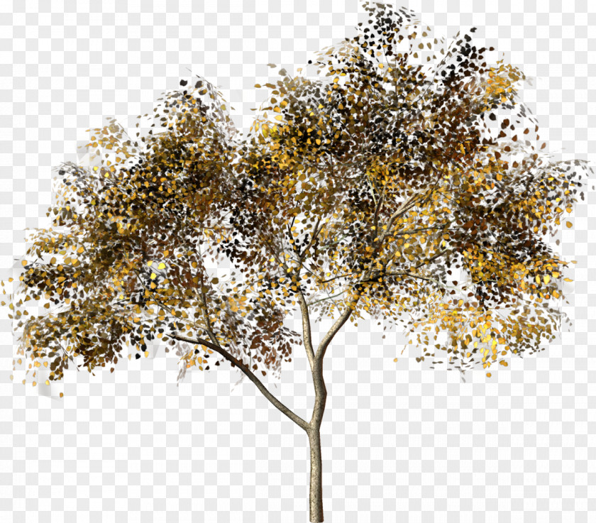 Tree Hero Plant Clip Art PNG
