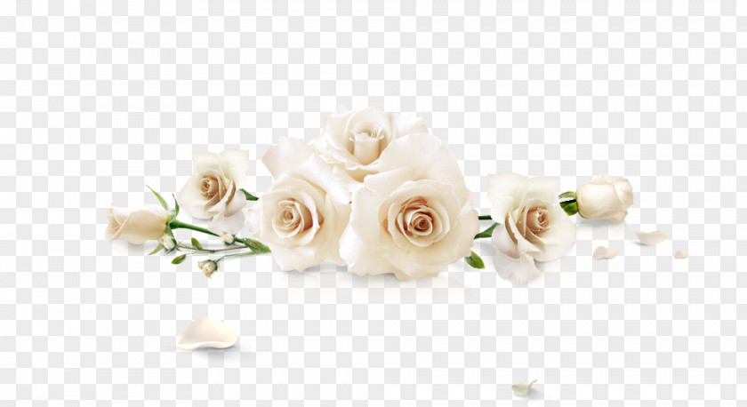 White Roses Beach Rose Flower PNG