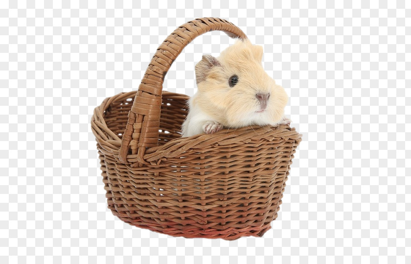 Hamster Sheltie Abyssinian Guinea Pig Basket Pet Animal PNG