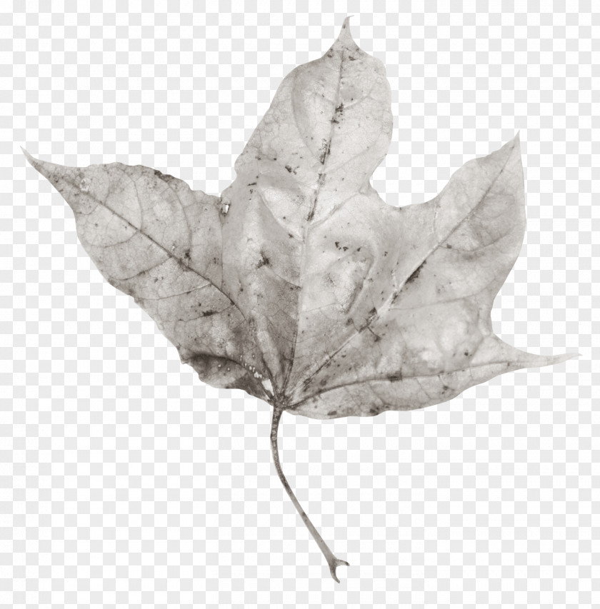 Leaves Leaf Poster PNG