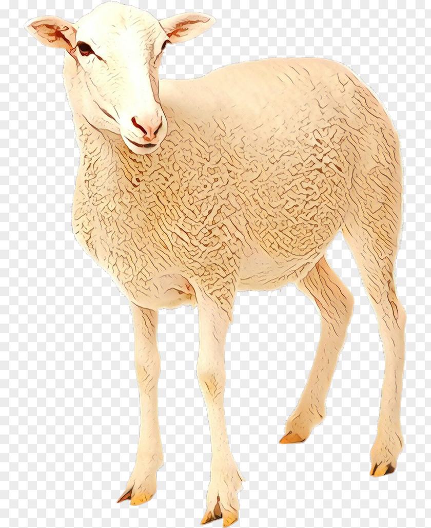 Sheep Clip Art Product Goat Image PNG