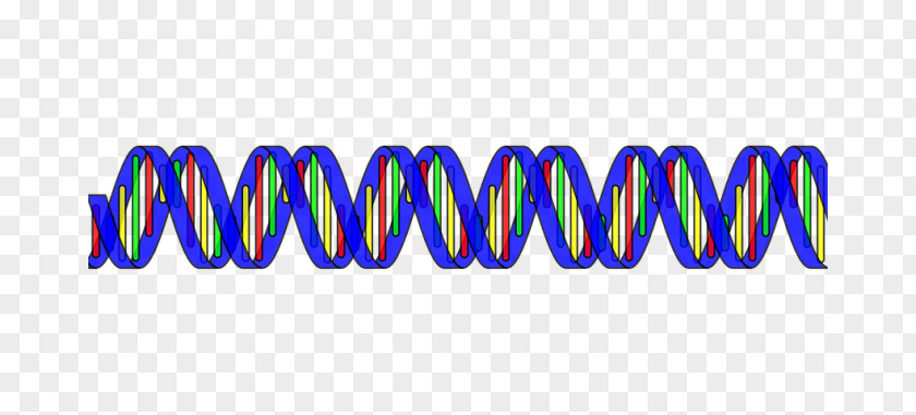 The Double Helix: A Personal Account Of Discovery Structure DNA Nucleic Acid Helix Clip Art PNG