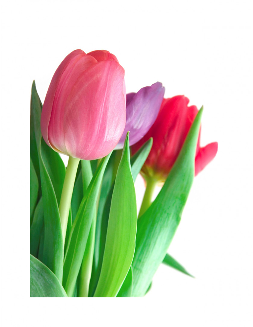 Tulip Pictures Flower Bouquet Clip Art PNG