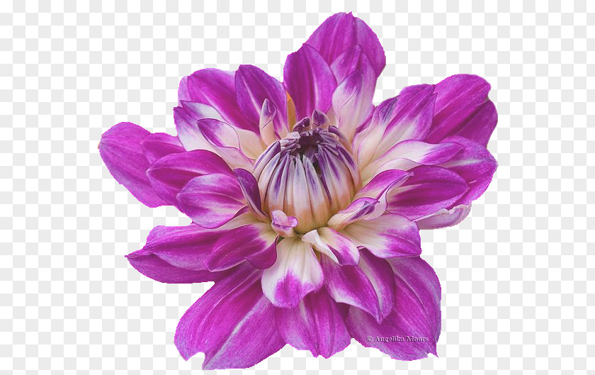 Clematis Dahlia PaintShop Pro Annual Plant PNG